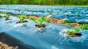 تصویر 3 از نایلون عریض کشاورزی uv دار مناسب پوشش گلخانه حرفه ای